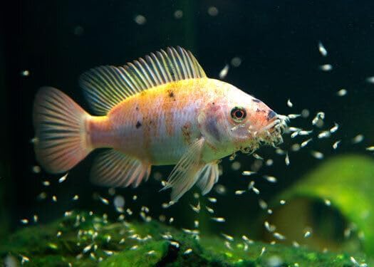 Aquatic Foods Inc. Golden Pearls 50-100 Microns for Tropical Fish Fry and Babies, for Corals, Anemones, Reef Tanks…3oz Squeeze Bottle