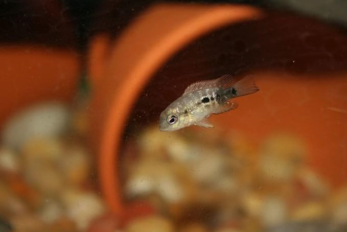 Aquatic Foods Inc. 4-Type Mixed Blend of Cyclops, Daphnia, Rotifers, Ready to Eat Brine Shrimp Eggs for Tropical Fish Fry, Babies, Guppies, Tetras, Bettas, Nano Fish…1.7oz Squeeze Bottle