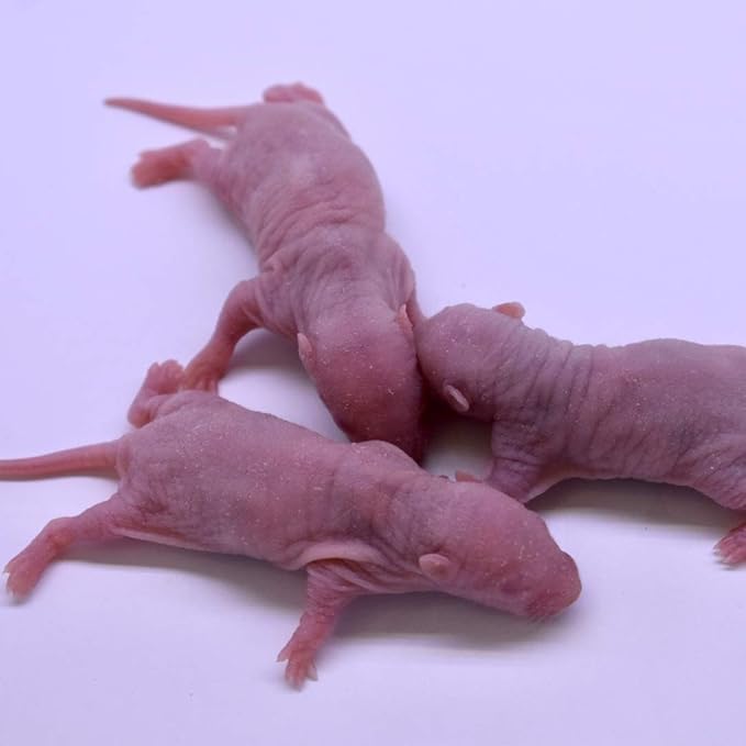 MiceDirect EST. 2003 Frozen Rat Combo Pack Rat Pinkies & Rat Fuzzies Feeder Snake Reptile Food, 40 Ounce