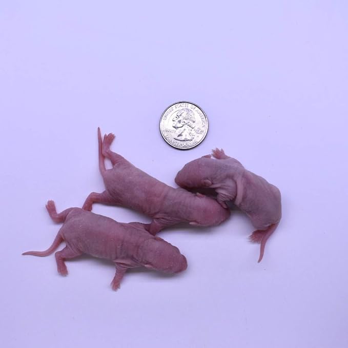 MiceDirect EST. 2003 100 Frozen Rat Combo Pack 50 Rat Pinkies and 50 Rat Fuzzies Feeders Snake Food (.5-2.5 in)(600 Grams Min)