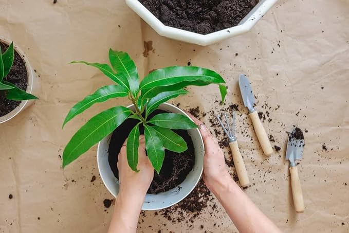 Gardenera Mango Tree Potting Mix - Promote Strong Roots and Bountiful Yields with Our Premium Blend - 4 Quart
