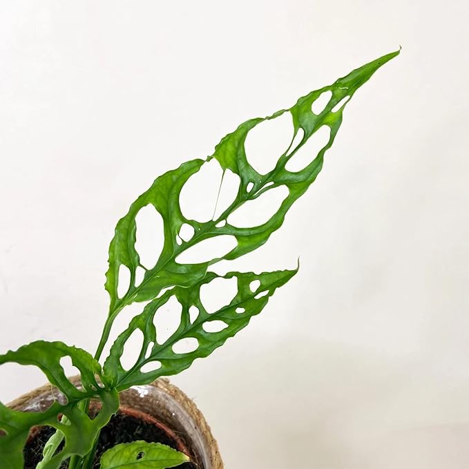 GARDENERA Expertly Formulated Monstera Obliqua Soil Mix - Strong and Healthy Roots by Gardenera - 2 Quart