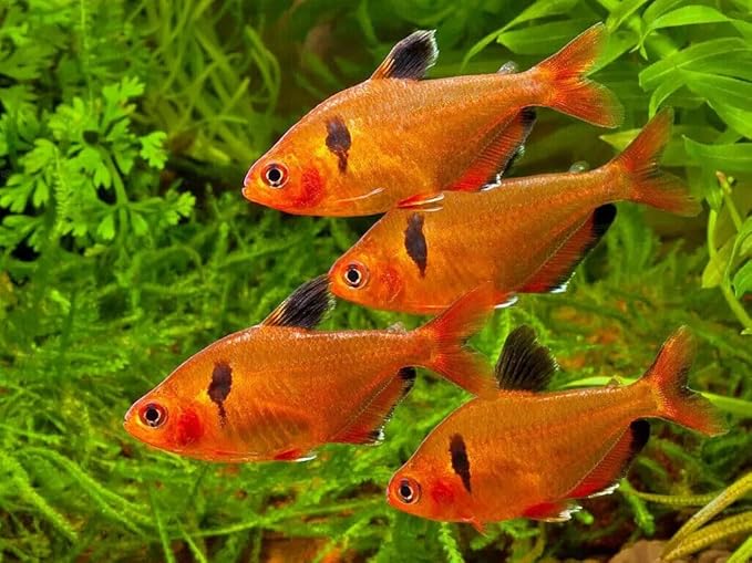 Aquatic Foods Inc. Guppy Sinking Granules Fish Food for Guppies, Endlers, Mollies, Platies, Swordtails, Groumis, Tetras, Catfish, Cichlids, All Community Tropical Fish…1.5oz Squeeze Bottle