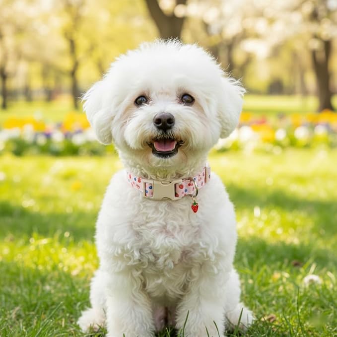 Small Dog Collar, Cute Dog Collar for Puppy, Extra Small & Small Dogs, Strawberry Blueberry Collar for Girl Female Dogs, XS