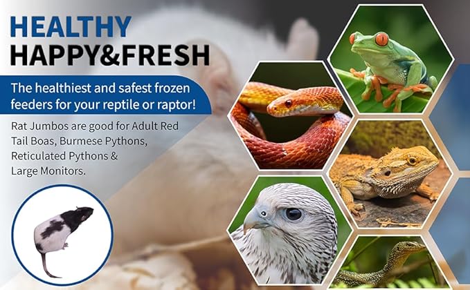 MiceDirect EST. 2003 20 Jumbo Rats: Fresh Fast Frozen Food for Corn Snakes Ball Pythons