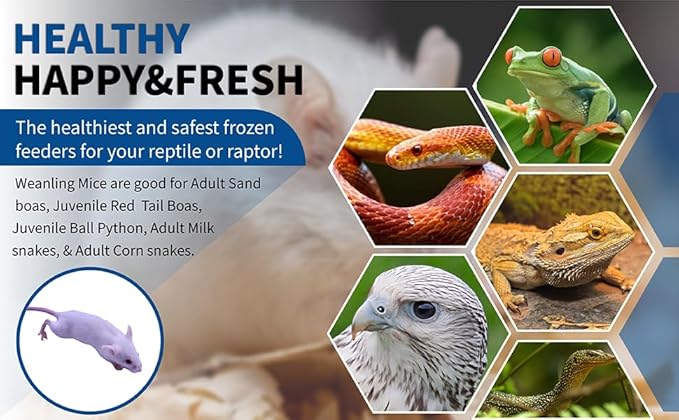 MiceDirect Frozen Weanling Mice Feeders Juvenile Ball Python Adult Corn (150 Count)