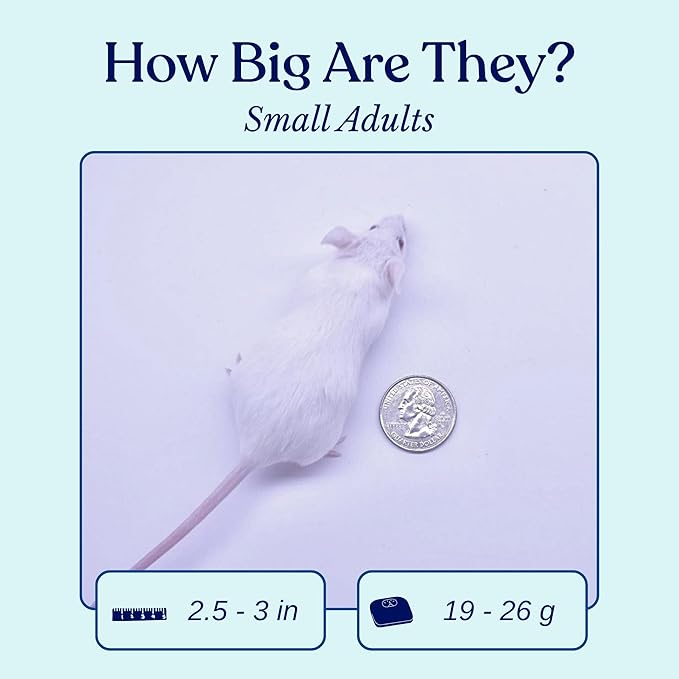 MiceDirect EST. 2003 20 Frozen Mice Small Adult Feeders Snake Food for Juvenile Red Tail Boas Ball Pythons Adult Sand Boas Milks Corn (2.5-3 in) (380 Grams Min)