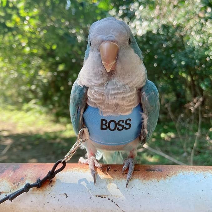 Bird Flight Harness Vest, Parrot Flight Suit with Leash, Bird Flying Clothes with Rope and Handle for Outdoor Activities (S)