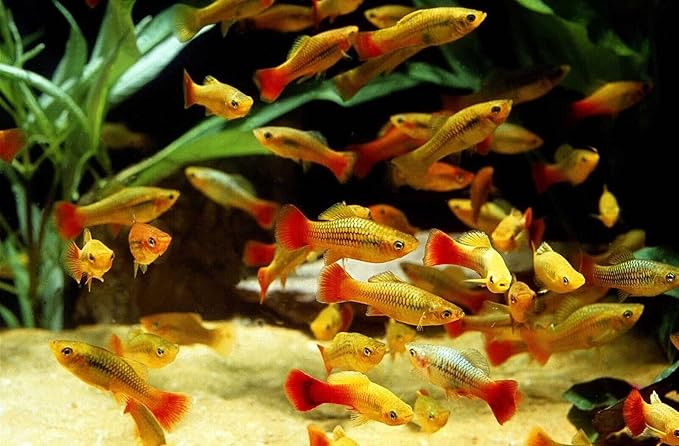 Aquatic Foods Inc. Our Original Blackworm and Color Enhancing Tropical Community Fish 1mm High Protein Sinking Pellet Mix of Blackworm and Color Enhancing Pellets…3.5oz Squeeze Bottle