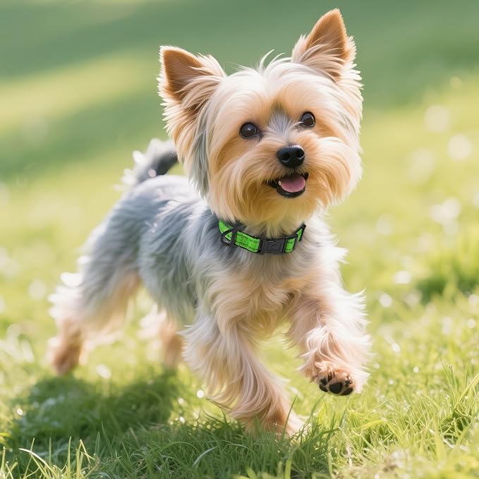Joytale Reflective Dog Collar, Soft Neoprene Padded, Metal D-Ring, Nylon Pet Collar Adjustable for Puppy and Small Dogs, Green, XS