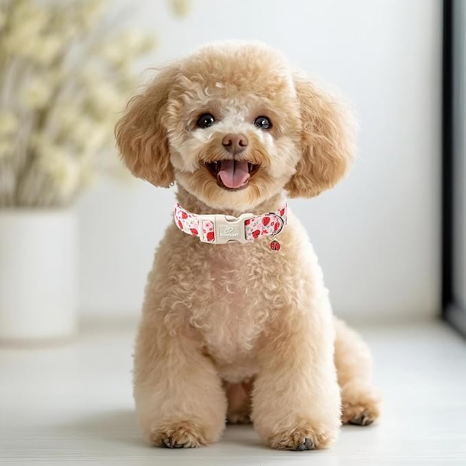Lucky Ladybug Dog Collar for Puppy Small Dogs - Sweet Pink Girl Dog Collars, Lightweight Adjustable Spring Garden Mom Dogs Collars with Quick Release Buckle XS