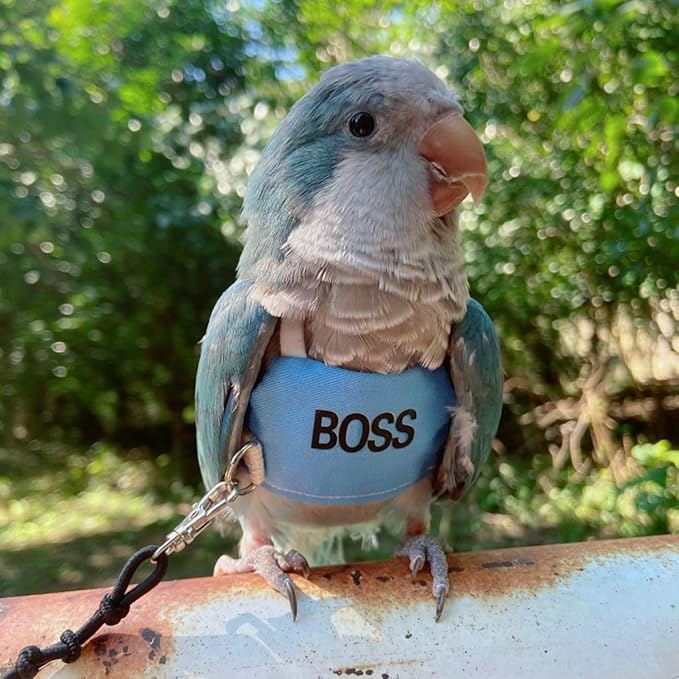 Bird Flight Harness Vest, Parrot Flight Suit with Leash, Bird Flying Clothes with Rope and Handle for Outdoor Activities (L)