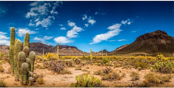 AWERT 72x16 inches Reptile Habitat Background Blue Sky Oasis Cactus Desert Terrarium Background Vinyl