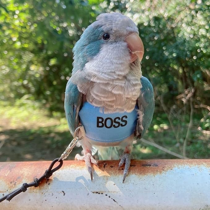 Bird Flight Harness Vest, Parrot Flight Suit with Leash, Bird Flying Clothes with Rope and Handle for Outdoor Activities (2M)