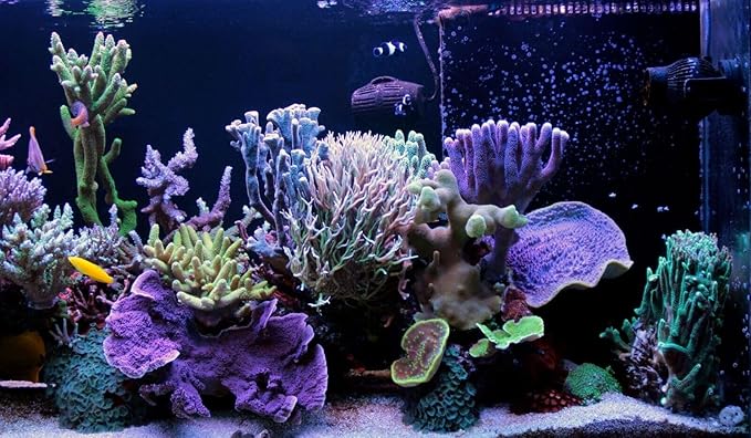 Aquatic Foods Inc. 6-Pack of Bloodworms, Brine Shrimp, Daphnia, Mysis Shrimp, Rotifers, Tubifex Powder & Bits for Freshwater Fish, Marines, Corals, Anemones, Baby Pond Fish…6 x SM Squeeze Bottles