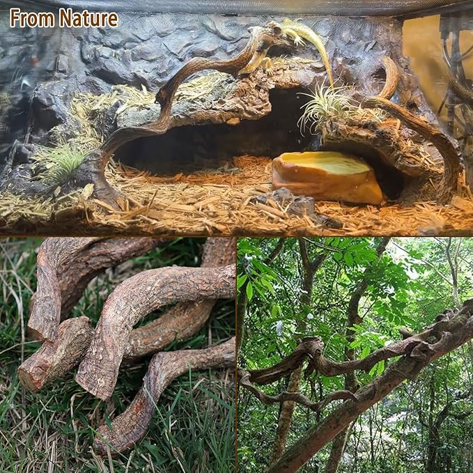 BNOSDM Reptile Forest Climbing Branch Decor Crested Gecko Climb Wood Natural Branches Tree for Snake Frog Chameleon Spider Bearded Dragon Terrarium Habitat Tank Accessories,6PCS