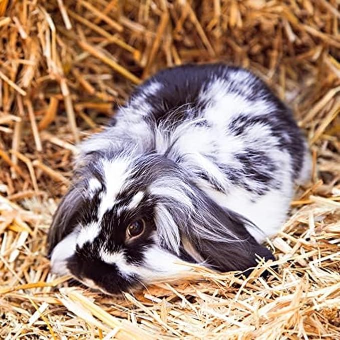 Blue Mountain Hay | Fresh Organic Meadow Hay (15 Ounce) | Mimics Natural Forage | High-Altitude Hay Pet Food for Rabbits, Guinea Pigs, Chinchillas, Hamsters, and Other Small Pets