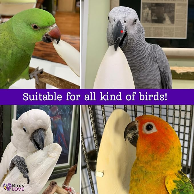 Birds LOVE Natural Cuttlebone for Birds & Reptiles – 100% Pure Sun-Dried Calcium Supplement – Supports Beak, Bone & Shell Strength – Safe Daily Use - 2 Pack with Holder, 7.5 to 8"