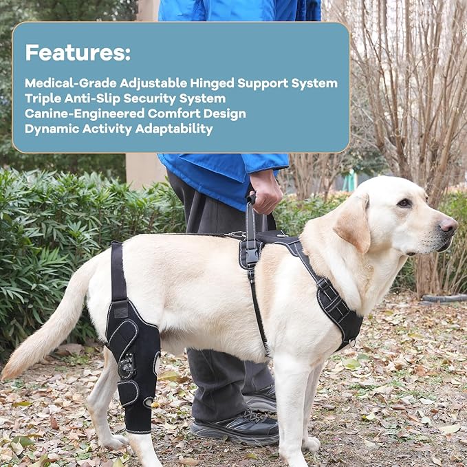 Dog Knee Brace with Adjustable Support – ACL & CCL Tear Recovery, Post-Surgery Stabilization, Mobility Aid for Rear Legs – Includes Secure Chest Harness for Dogs(Right,L)
