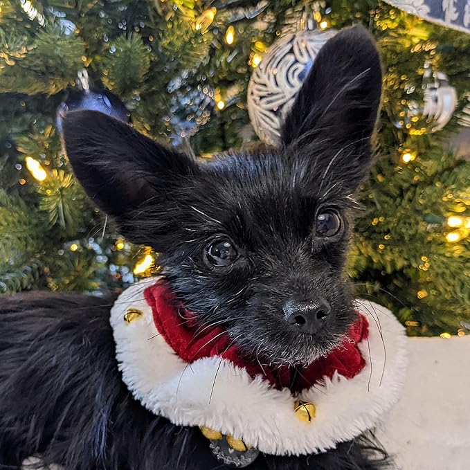 Huxley & Kent Ruff Pet Scrunchy | Santa (Small) | Festive Christmas/Holiday Neckwear for Dogs/Cats | Fun Stretchable Costume Accessory | Soft Collar with Bells