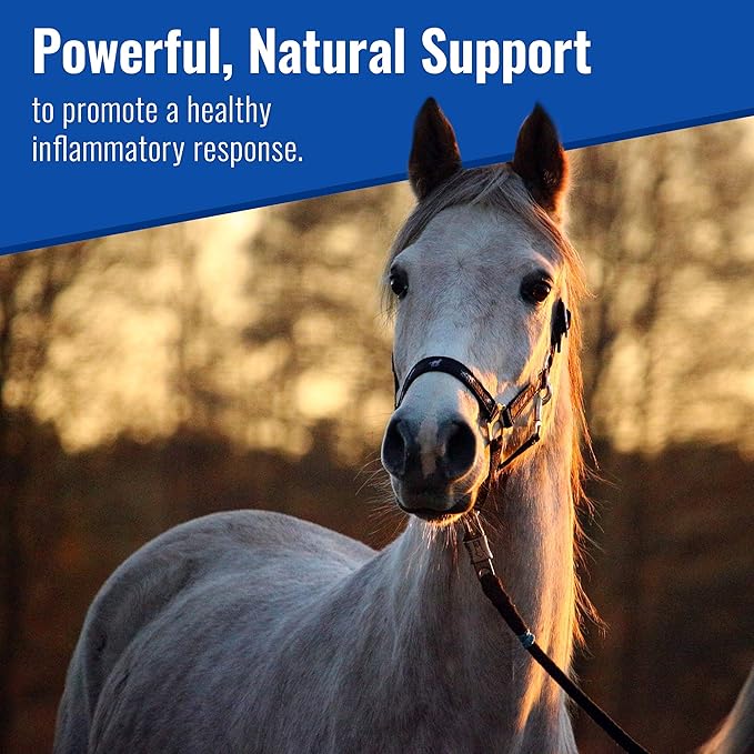 Om Mushroom Matrix - Equine | Wellbeing | USA Grown Human-Grade Organic Mushroom Powder Show Safe Horse Supplement | Wellness, Recovery, & Senior Support | 300 Grams, 10.5 oz